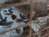 Guinea fowl — Foto 3