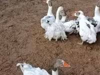 Geese — 照片 4