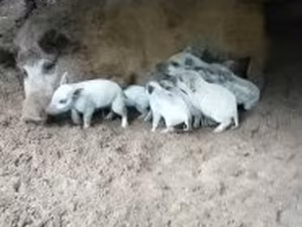 मादा सूअर, Мангалица