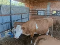 بقرة, French Simmental cattle — الصورة 3