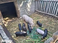 公猪, Вьетнамская вислобрюхая — 照片 1