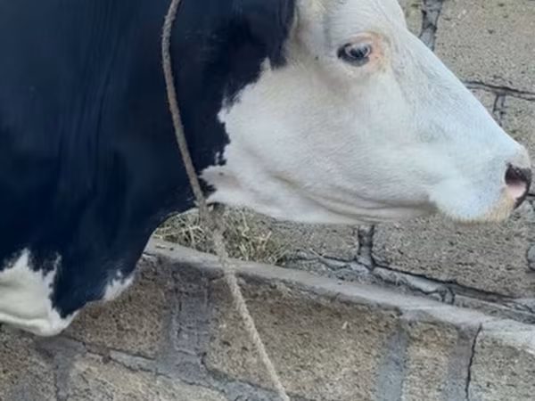 Tehén, Vörös-foltos fajta