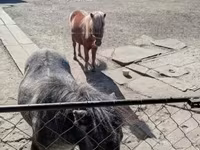 母马, Horses — 照片 3