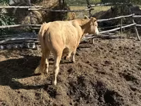 Cow, Simmental cattle — photo 3
