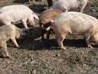 Boar, Pigs — photo 8