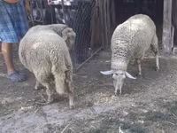 母羊, Sheep — 照片 7