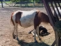 Horse (M), Horses — photo 4