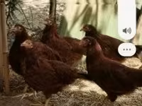 Chickens — Foto 4