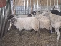 母羊, Ile-de-France sheep — 照片 8