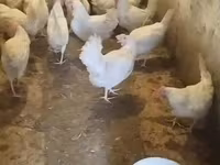 Leghorn — zdjęcie 1