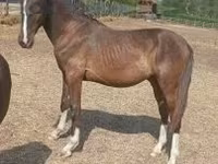 Айғыр, Lipizzaner — 1-сурет