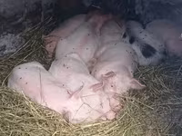 Boar, Pigs — photo 2