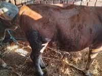 Toro, Simmental cattle — foto 8