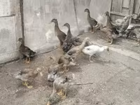 Ducks — foto 3