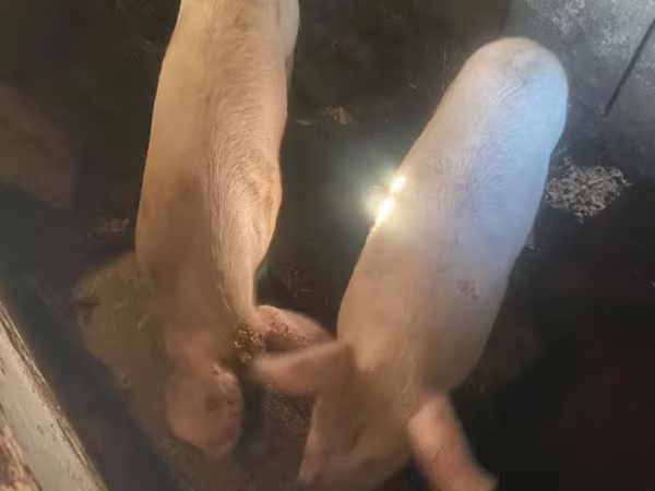 Pigs (batch, sex not specified), Pigs
