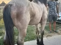 घोड़ा, Hungarian horse breed — फ़ोटो 2