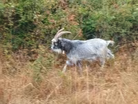 公山羊, Goats — 照片 2