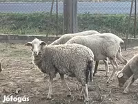 Kos, Racka sheep — 2. fotó