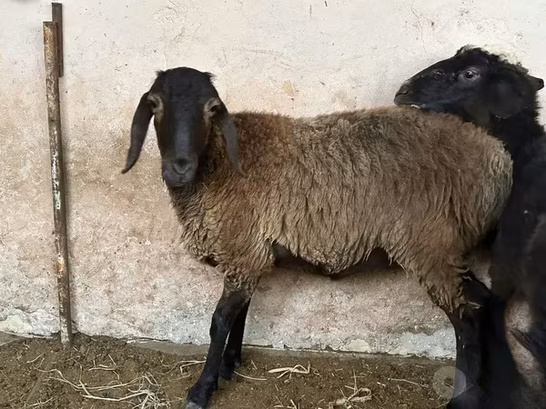भेड़, Blackheaded Persian sheep