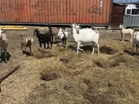 Nőstény kecske, Saanen goat — 1. fotó