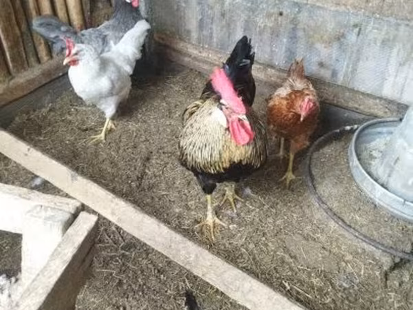 Chickens — 匈牙利
