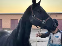 Klisna, Akhal-Teke — foto 4