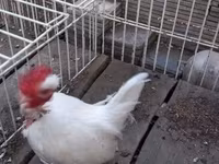 gallina danesa — foto 8