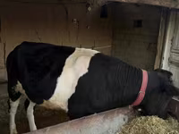 Cattle (batch, sex not specified), Russian Black pied cattle — photo 3