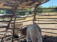 ثور, Simmental cattle — الصورة 7