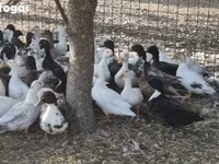 Ducks — Foto 4