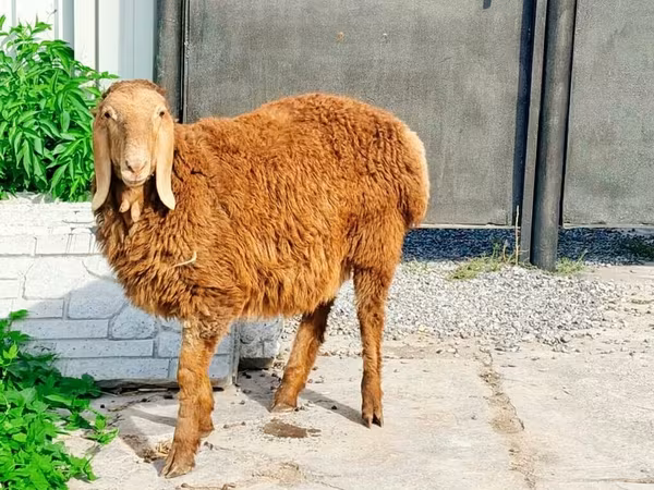 Carnero, Hissar sheep