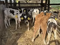 Byk, Simmental cattle — zdjęcie 4