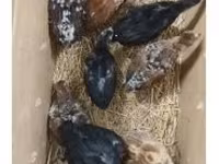 Chickens — zdjęcie 2