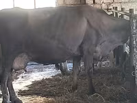 Tehén, Swiss cattle — 6. fotó