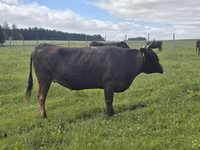 Tehén, Wagyu — 2. fotó