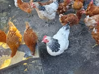Turkeys — photo 8