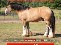 घोड़ा, Gypsy horse — फ़ोटो 1