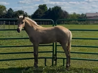 Horse (M), Rocky Mountain Horse — photo 8