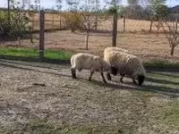 公羊, White Suffolk sheep — 照片 3