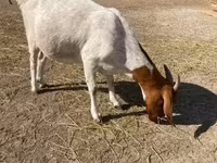 Goat, Boer goat — photo 1