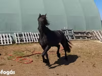Mare, Friesian — photo 4