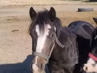 Horse (M), Horses — photo 1