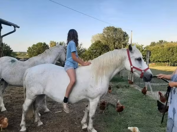 Égua, Hungarian horse breed