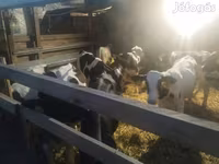 Toro, Russian Black pied cattle — foto 3