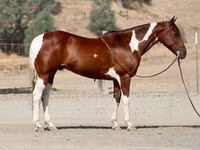 حصان, American paint horse — الصورة 8