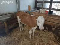 Bika, Simmental cattle — 2. fotó