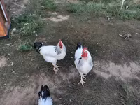 ससेक्स — फ़ोटो 3