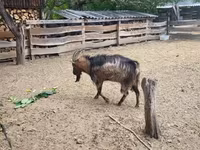 公山羊, Goats — 照片 5