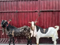 Bak, Kamori goats — 2. fotó