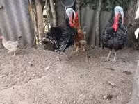 Turkeys — foto 2